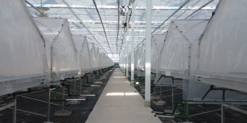 J. Huete Greenhouses updates a glass greenhouse for Planasa where raspberries will be grown