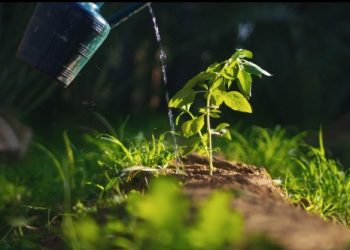 The Mohamed bin Zayed Water Initiative launches USD 2 million Al Miyah Challenge for Agriculture to accelerate development and deployment of water efficiency technologies for agriculture