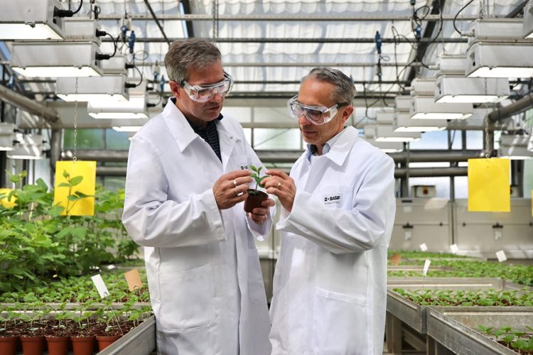 BASF starts registration for new fungicide innovation Adapzo® Active to control Asian Soybean Rust