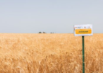 New drought-tolerant Durum Wheat Variety proves its worth in Morocco