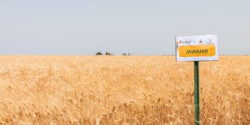 New drought-tolerant Durum Wheat Variety proves its worth in Morocco