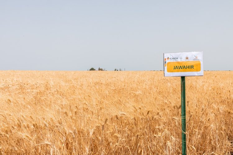 New drought-tolerant Durum Wheat Variety proves its worth in Morocco