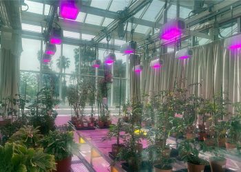 KAUST develops nanotechnology that improves crop yields