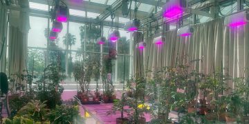 KAUST develops nanotechnology that improves crop yields