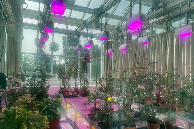 KAUST develops nanotechnology that improves crop yields