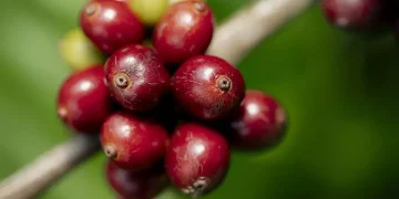 Nescafé surpasses 2025 regenerative agriculture goal