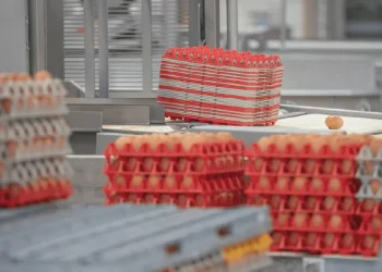 How to Reduce Egg Breakage with Giordano Handling Systems