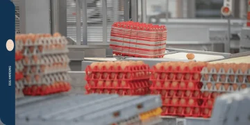 How to Reduce Egg Breakage with Giordano Handling Systems