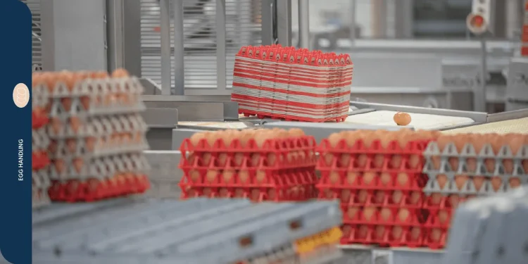 How to Reduce Egg Breakage with Giordano Handling Systems