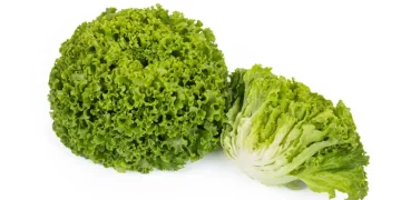 New lettuce varieties offer extra certainty for organic growers