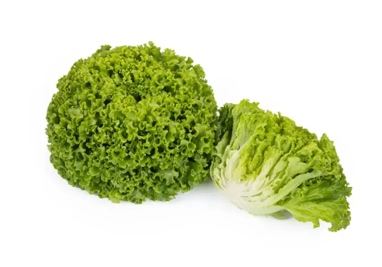 New lettuce varieties offer extra certainty for organic growers