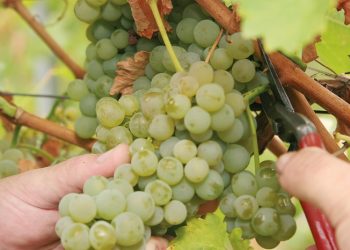 Bayer to expand partnership with M2i Group to distribute pheromone-based biological crop protection solutions globally