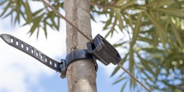 Agilo: sustainable innovation for healthy tree growth