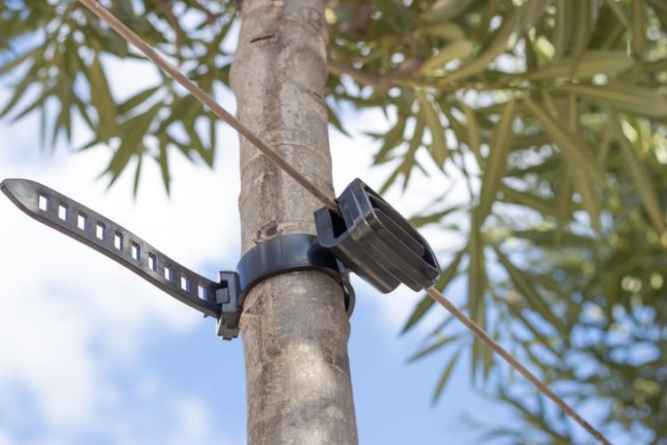 Agilo: sustainable innovation for healthy tree growth