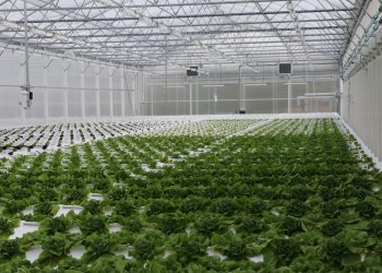 Robust and corrosion-free cable routing for spray robots in greenhouses