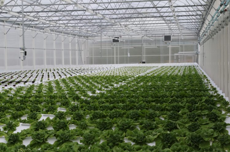 Robust and corrosion-free cable routing for spray robots in greenhouses