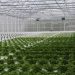 Robust and corrosion-free cable routing for spray robots in greenhouses