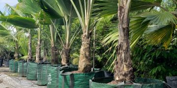 Premium Palms, Superior Roots: A Modern Growing Solution with GrowinBag™