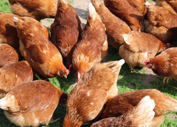 Mapping the Future: Noble Foods First to Use TerraMap in UK Egg Production