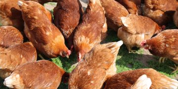 Mapping the Future: Noble Foods First to Use TerraMap in UK Egg Production