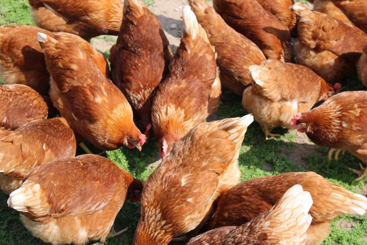 Mapping the Future: Noble Foods First to Use TerraMap in UK Egg Production