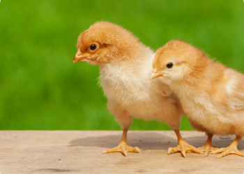 In-Ovo Sexing Technology “Cheggy” used for the first time in Brazil