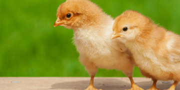 In-Ovo Sexing Technology “Cheggy” used for the first time in Brazil