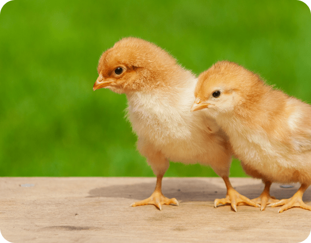 In-Ovo Sexing Technology “Cheggy” used for the first time in Brazil