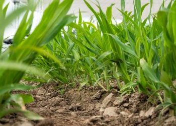 Regenerative Agriculture in Focus at Agritechnica 2025