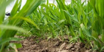 Regenerative Agriculture in Focus at Agritechnica 2025