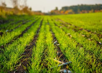 Mohamed bin Zayed Water Initiative announces qualifying teams for next stage of competition to advance agricultural water solutions