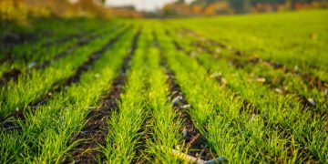 Mohamed bin Zayed Water Initiative announces qualifying teams for next stage of competition to advance agricultural water solutions