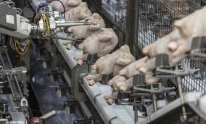 Scott Technology expands poultry trussing technology into Canada