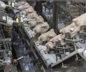Scott Technology expands poultry trussing technology into Canada