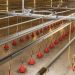 Ridder Drive Systems for Livestock and Crop Storage