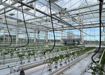 Signify and Grodan start third year of low-energy trial to test holistic approach on larger tomatoes on the vine