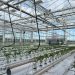 Signify and Grodan start third year of low-energy trial to test holistic approach on larger tomatoes on the vine