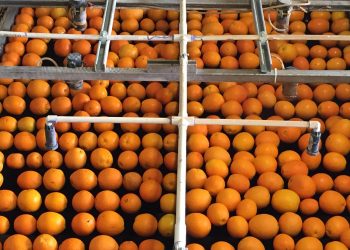 All-natural fungicides for global produce growers moving ahead after Akorn Technology wins NSF grant to replace synthetic products