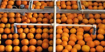 All-natural fungicides for global produce growers moving ahead after Akorn Technology wins NSF grant to replace synthetic products