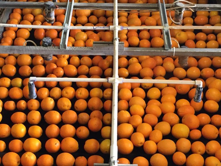 All-natural fungicides for global produce growers moving ahead after Akorn Technology wins NSF grant to replace synthetic products