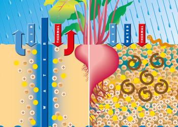 Humic Substances for Soil Stabilization and Nutrient Management in Gulf Agriculture, Humintech GmbH