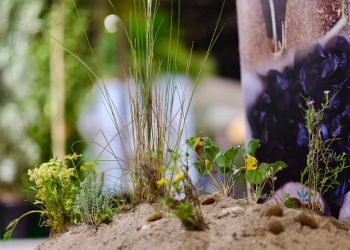 A treatment against red palm weevil and pine processionary, or plants to regenerate dunes: the greenest innovations at Iberflora 2025