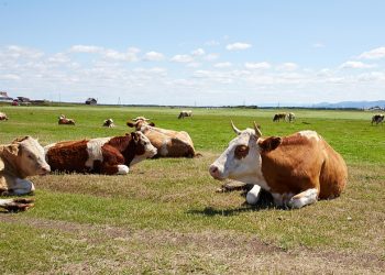 Studies into animal agriculture’s effect on climate change don’t show its full impact
