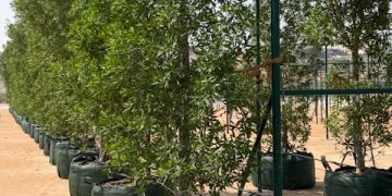 Supplying the Gulf’s Mega-Projects