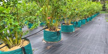 European Planting Bags by Martex: Durable, High-Performance Solutions for Modern Nurseries