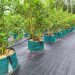 European Planting Bags by Martex: Durable, High-Performance Solutions for Modern Nurseries