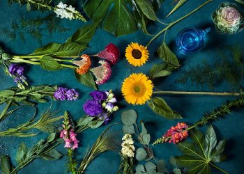 Evanthia Strengthens Growth Foundation By Splitting Into Two Specialized Companies: Evanthia Flowers B.V. and Evanthia Tropical B.V.