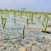 Delayed Garlic Planting in Shandong Brings Winter Management Concerns