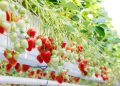 Bayer To Launch Innovative Strawberry Variety