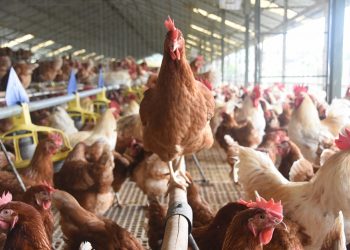 Animal Welfare Regulation Issued, Opening Wider Opportunities for Cage-Free Egg Development